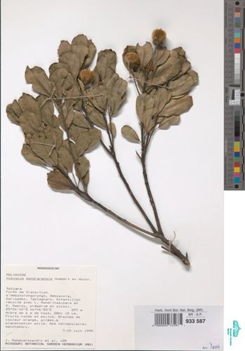 Hibiscus mandrarensis photo 2