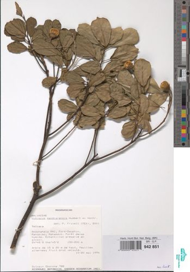 Hibiscus mandrarensis photo 3