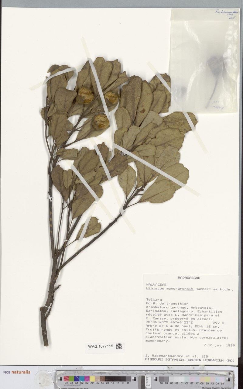 Hibiscus mangindranensis