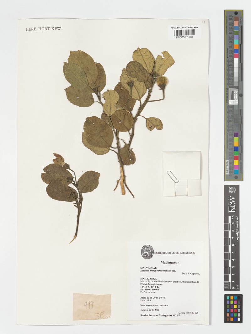 Hibiscus mangindranensis photo 2