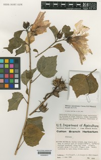 Hibiscus marenitensis