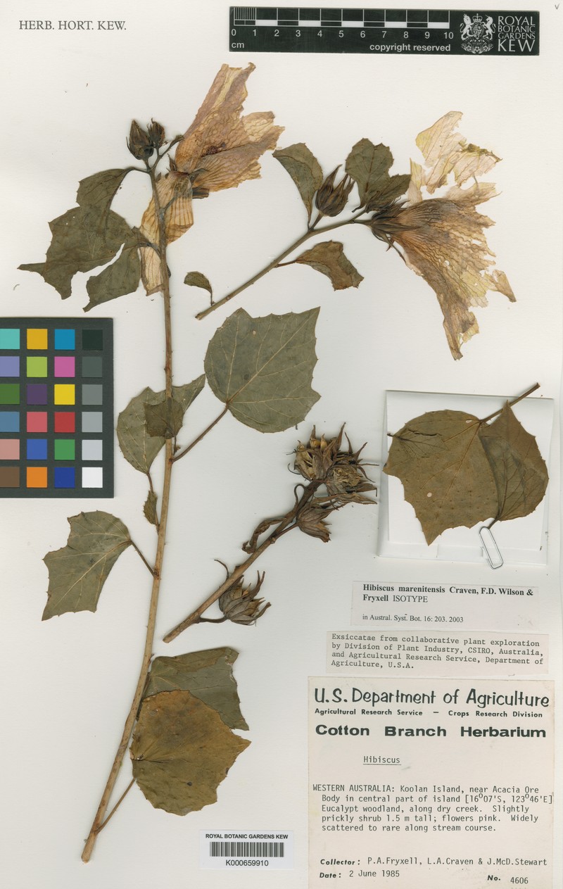 Hibiscus marenitensis