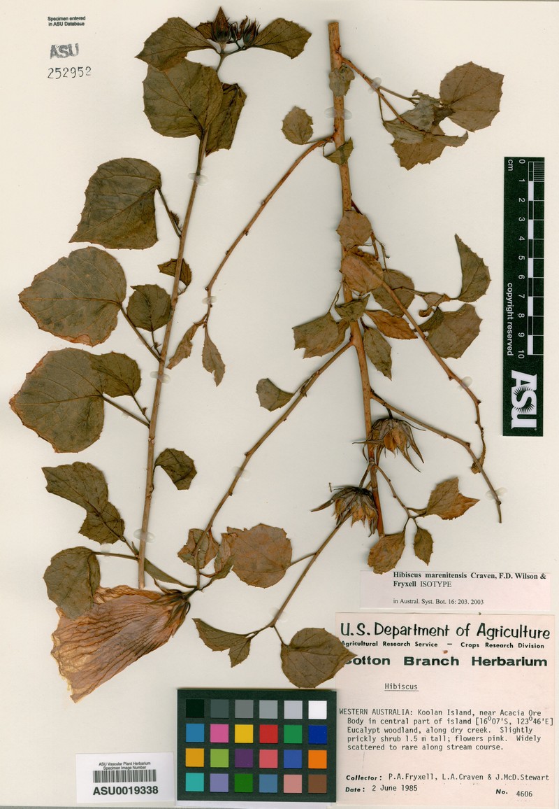 Hibiscus marenitensis photo 2