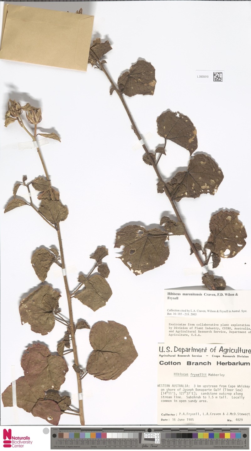 Hibiscus marenitensis photo 3