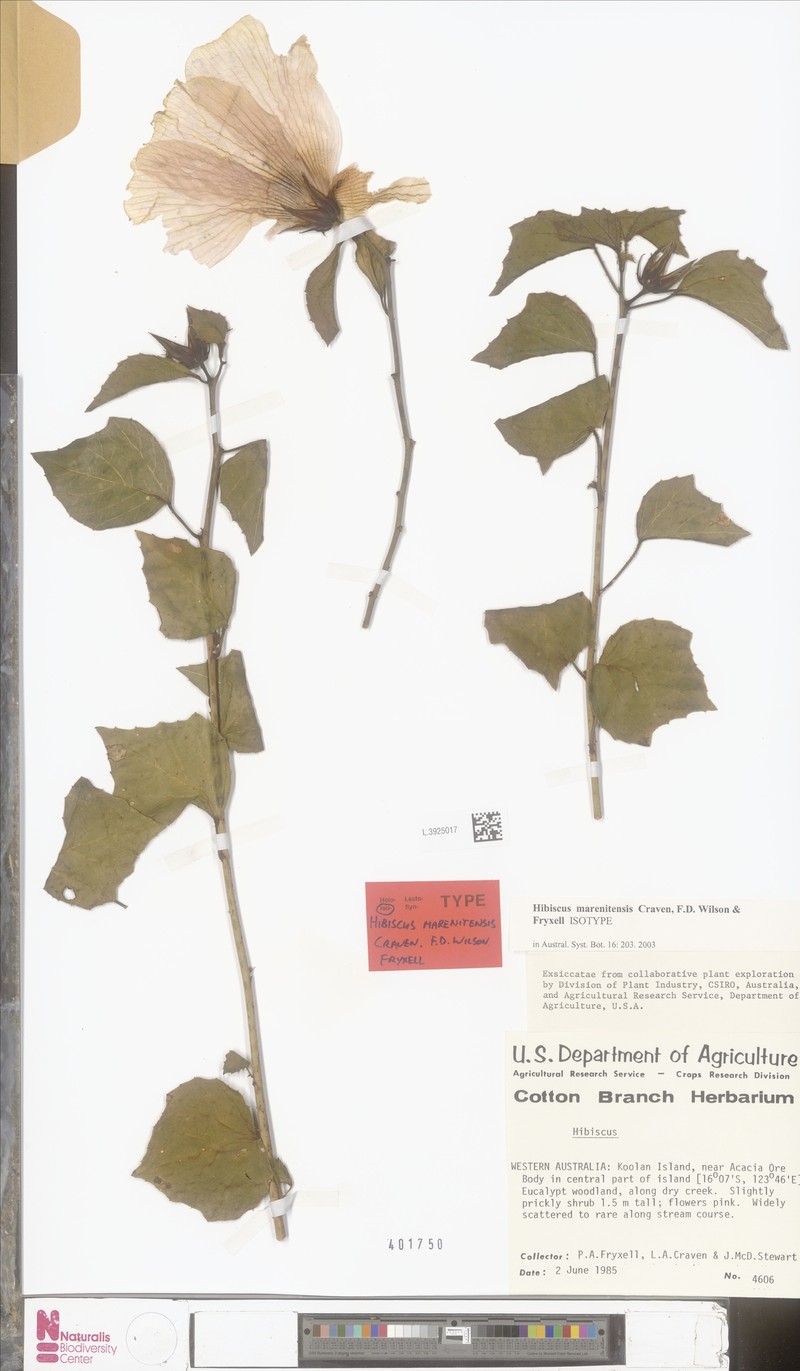 Hibiscus marenitensis photo 4