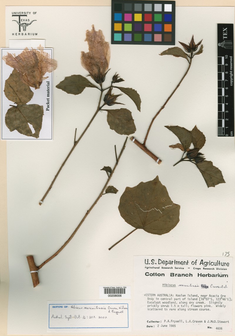 Hibiscus marenitensis photo 5