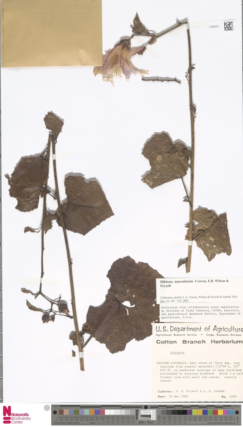 Hibiscus marenitensis photo 6