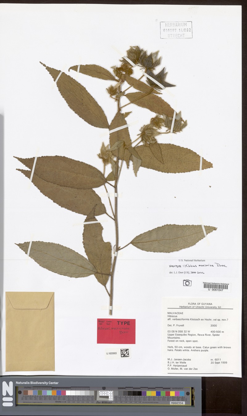 Hibiscus marioniae
