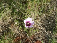 Hibiscus marlothianus