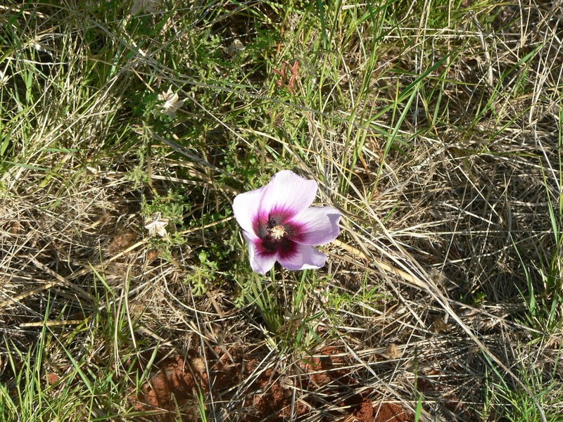 Hibiscus marlothianus