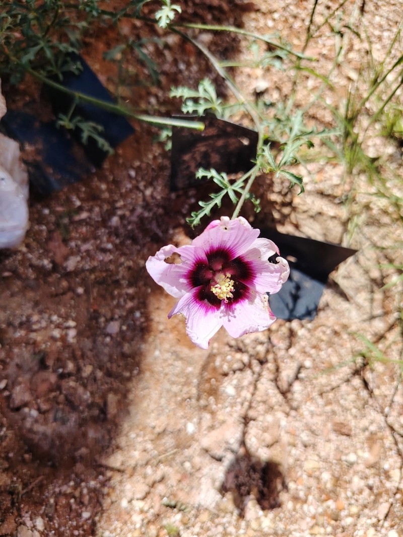 Hibiscus marlothianus photo 2
