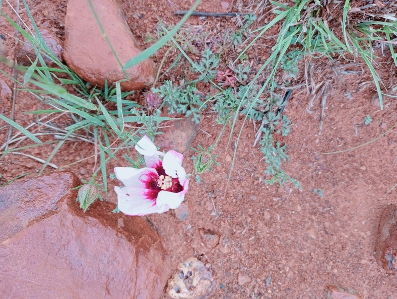 Hibiscus marlothianus photo 3
