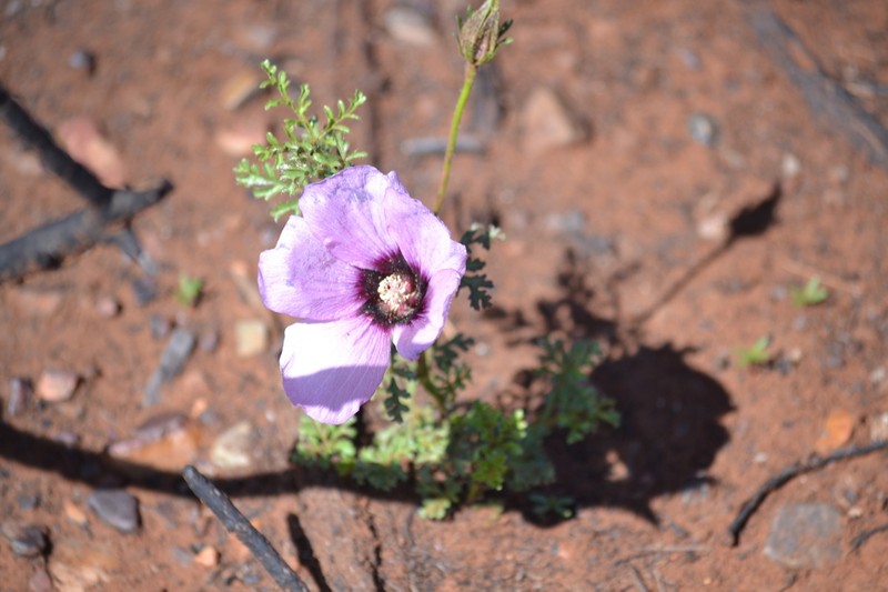 Hibiscus marlothianus photo 4