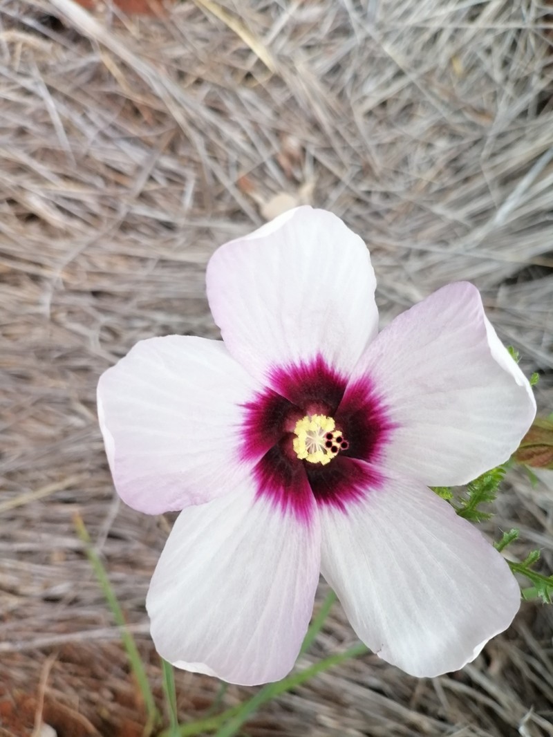 Hibiscus marlothianus photo 5