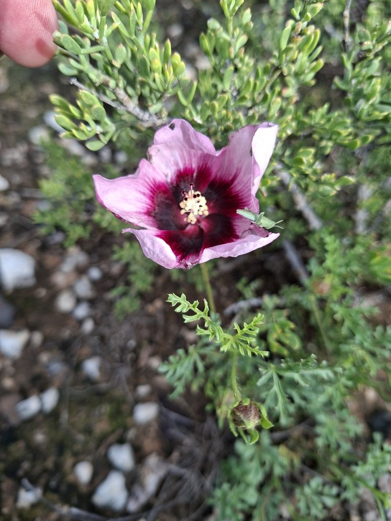 Hibiscus marlothianus photo 6