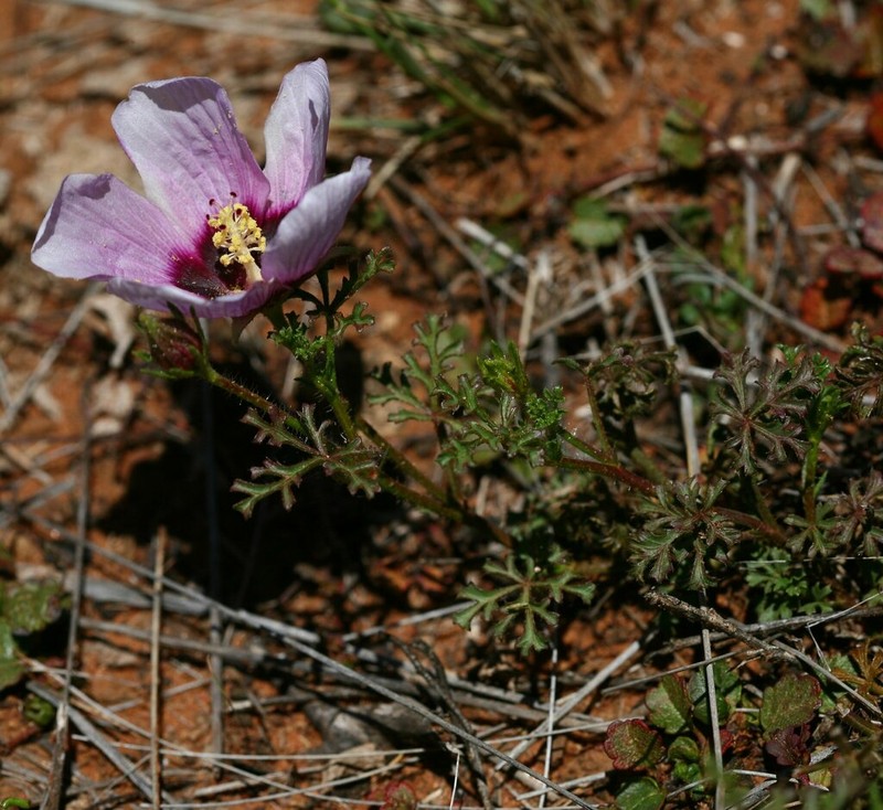 Hibiscus marlothianus photo 8