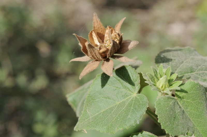Heartleaf Rosemallow photo 2