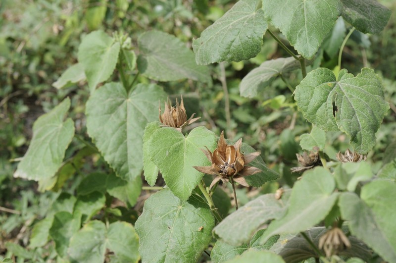 Heartleaf Rosemallow photo 3