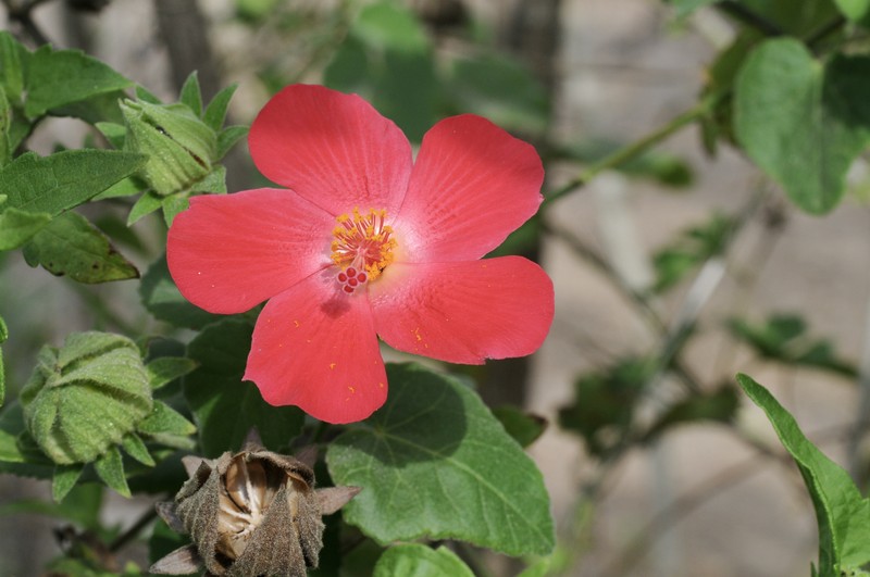 Heartleaf Rosemallow photo 4