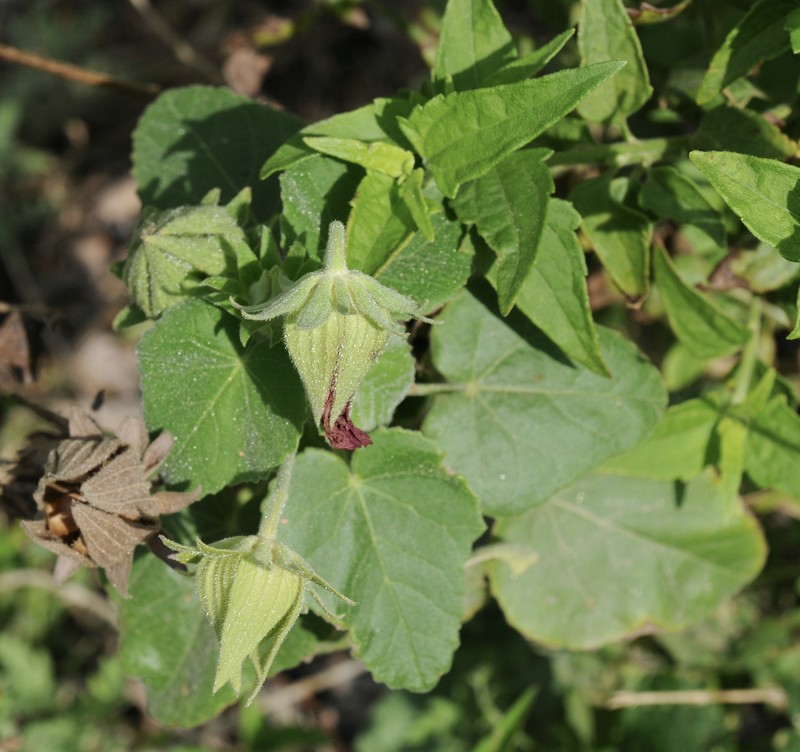Heartleaf Rosemallow photo 5