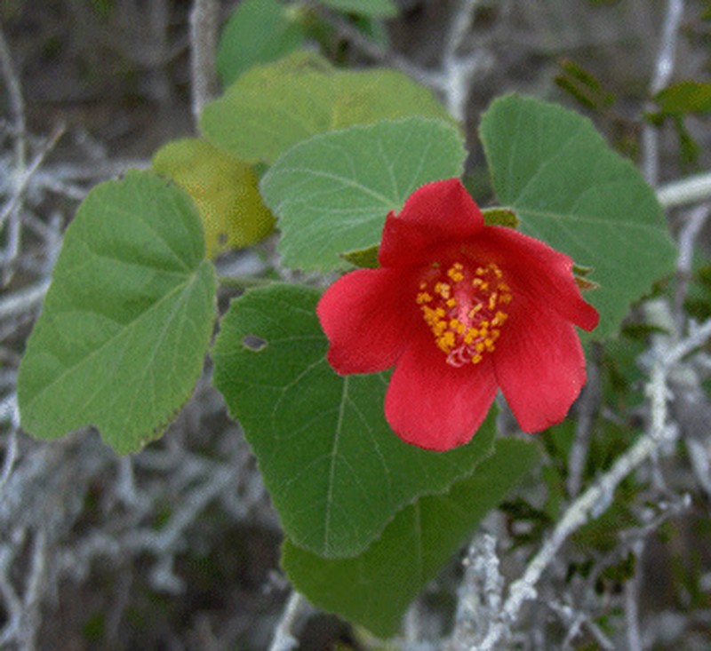 Heartleaf Rosemallow