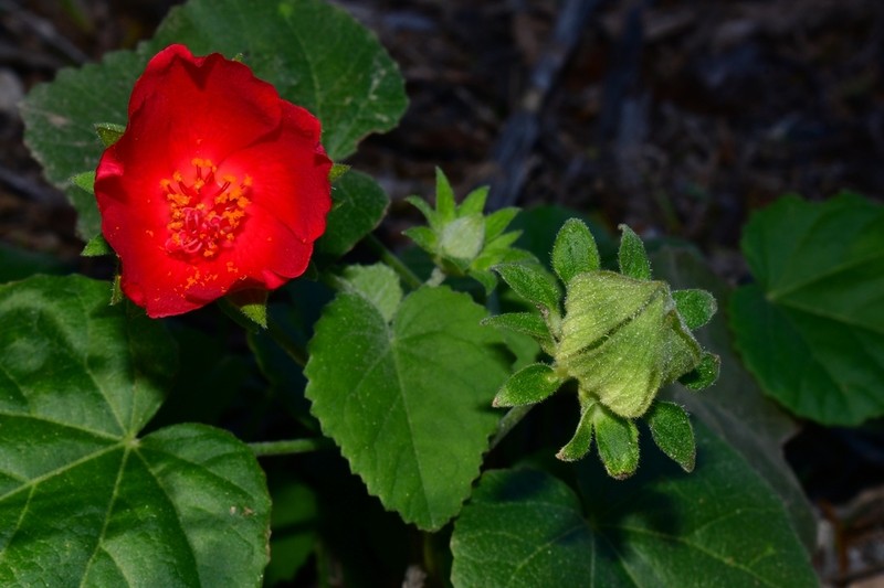 Heartleaf Rosemallow