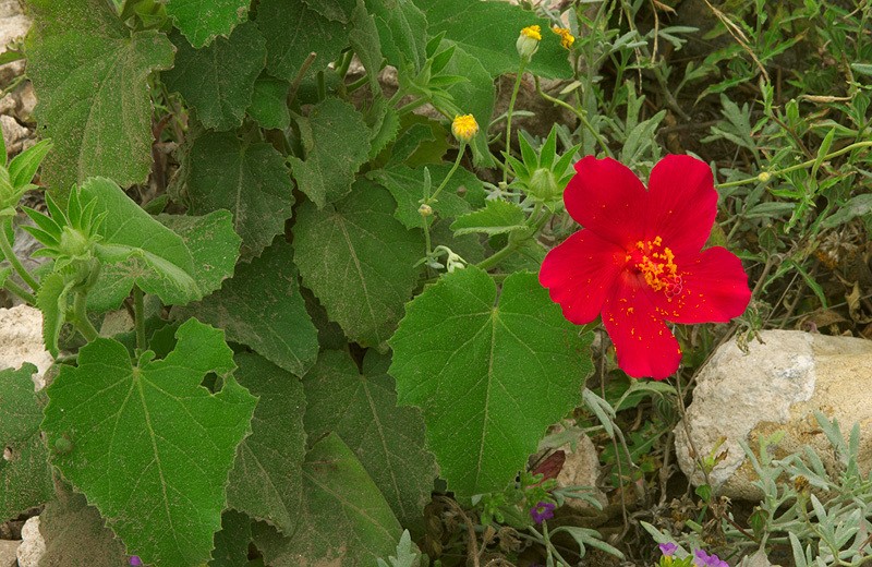 Heartleaf Rosemallow photo 3