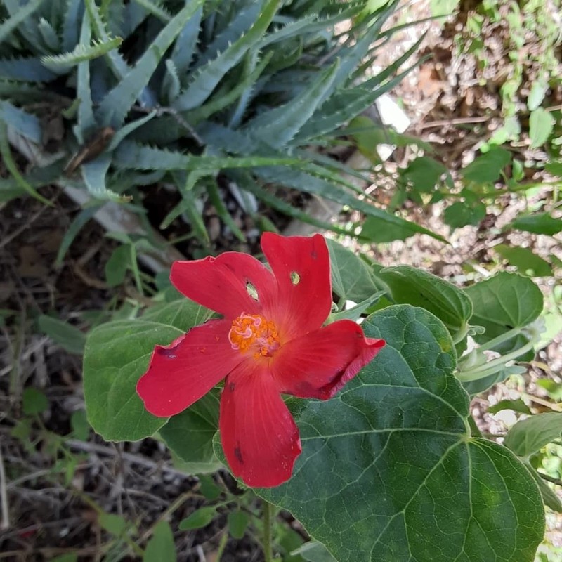 Heartleaf Rosemallow photo 4