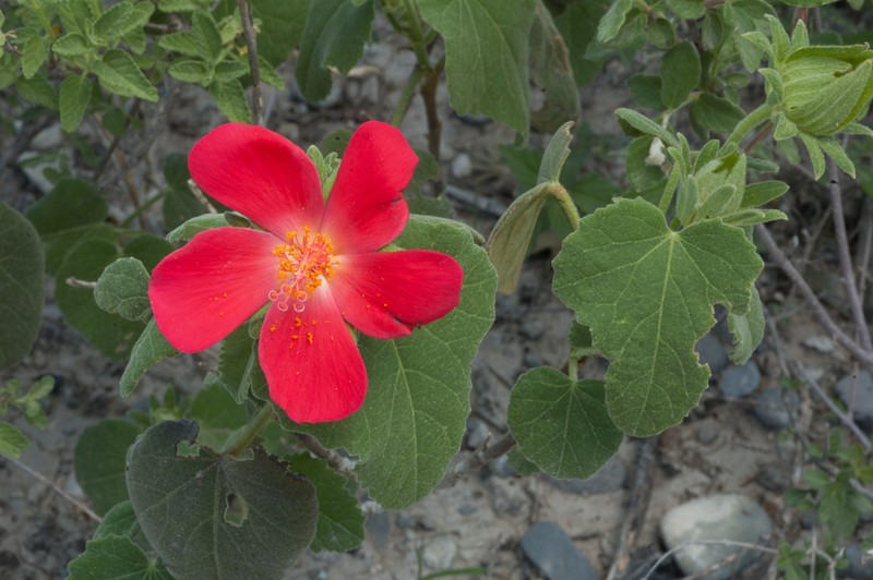 Heartleaf Rosemallow photo 5