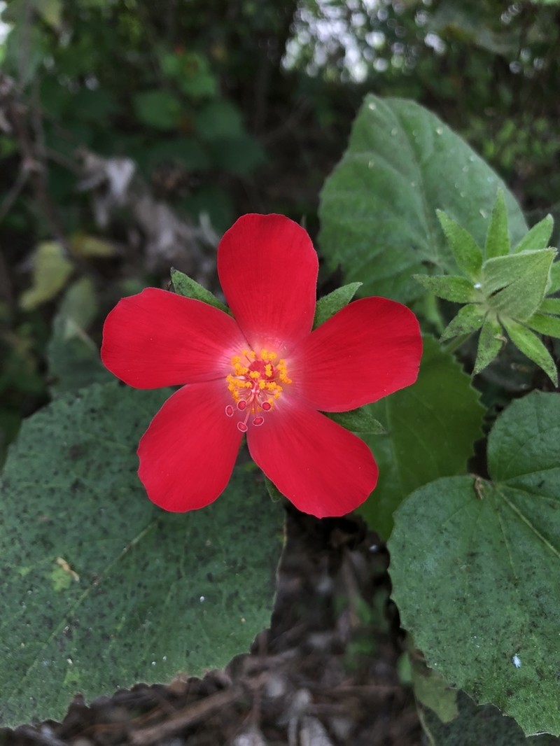 Heartleaf Rosemallow photo 6