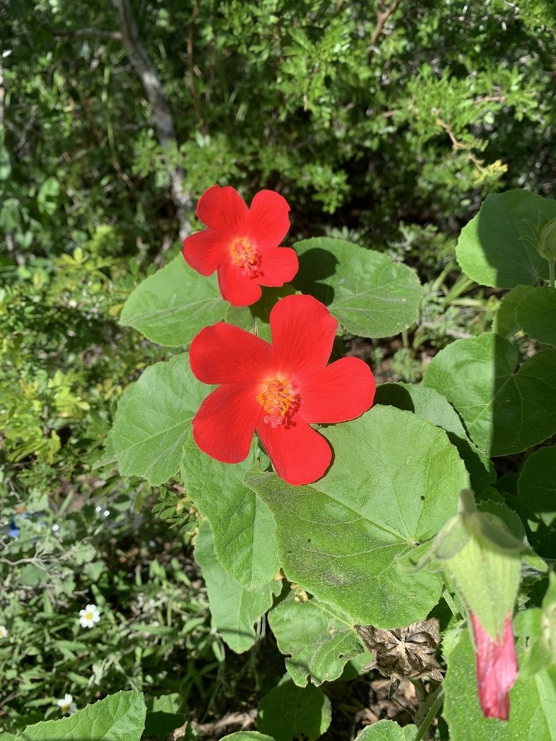 Heartleaf Rosemallow photo 7