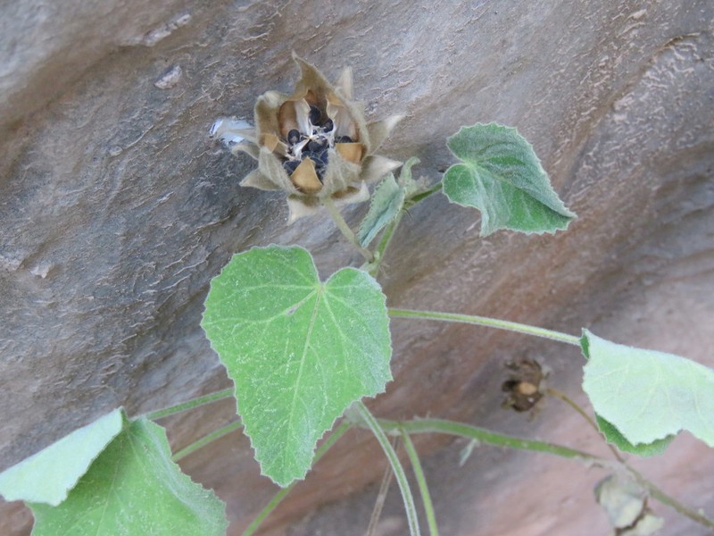 Heartleaf Rosemallow photo 8