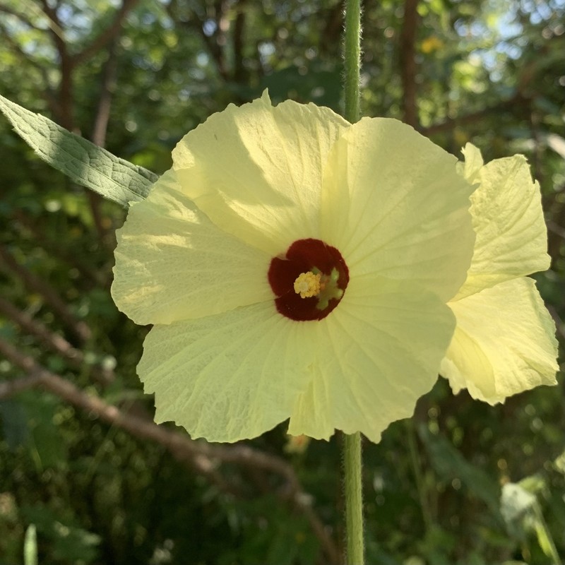 Hibiscus mastersianus