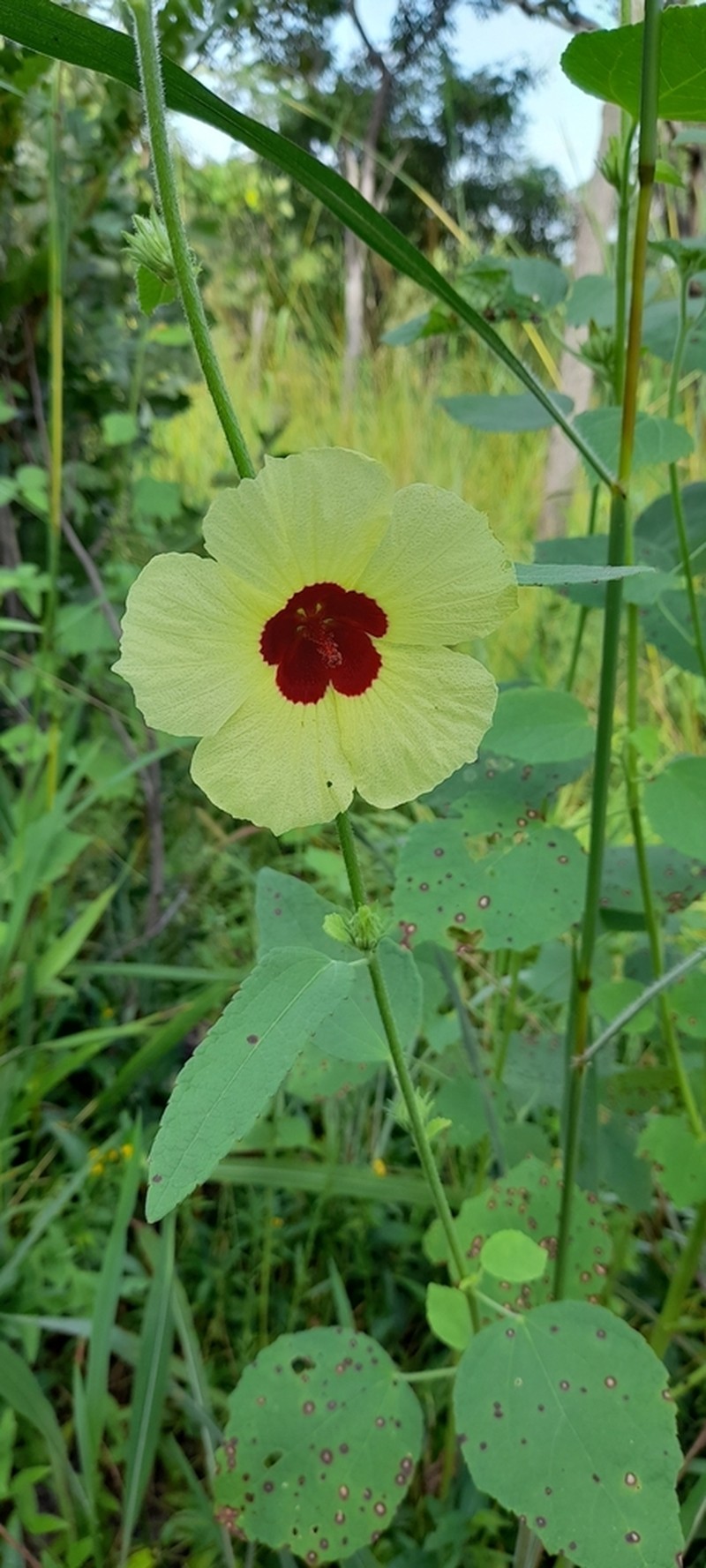 Hibiscus mastersianus photo 2