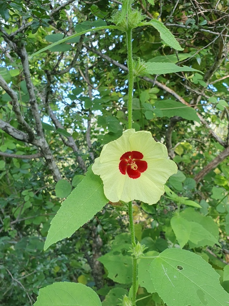 Hibiscus mastersianus photo 3