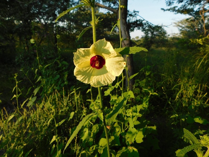 Hibiscus mastersianus photo 4