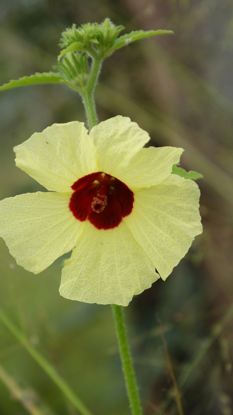 Hibiscus mastersianus photo 5