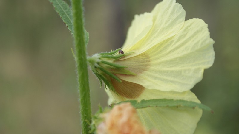 Hibiscus mastersianus photo 6