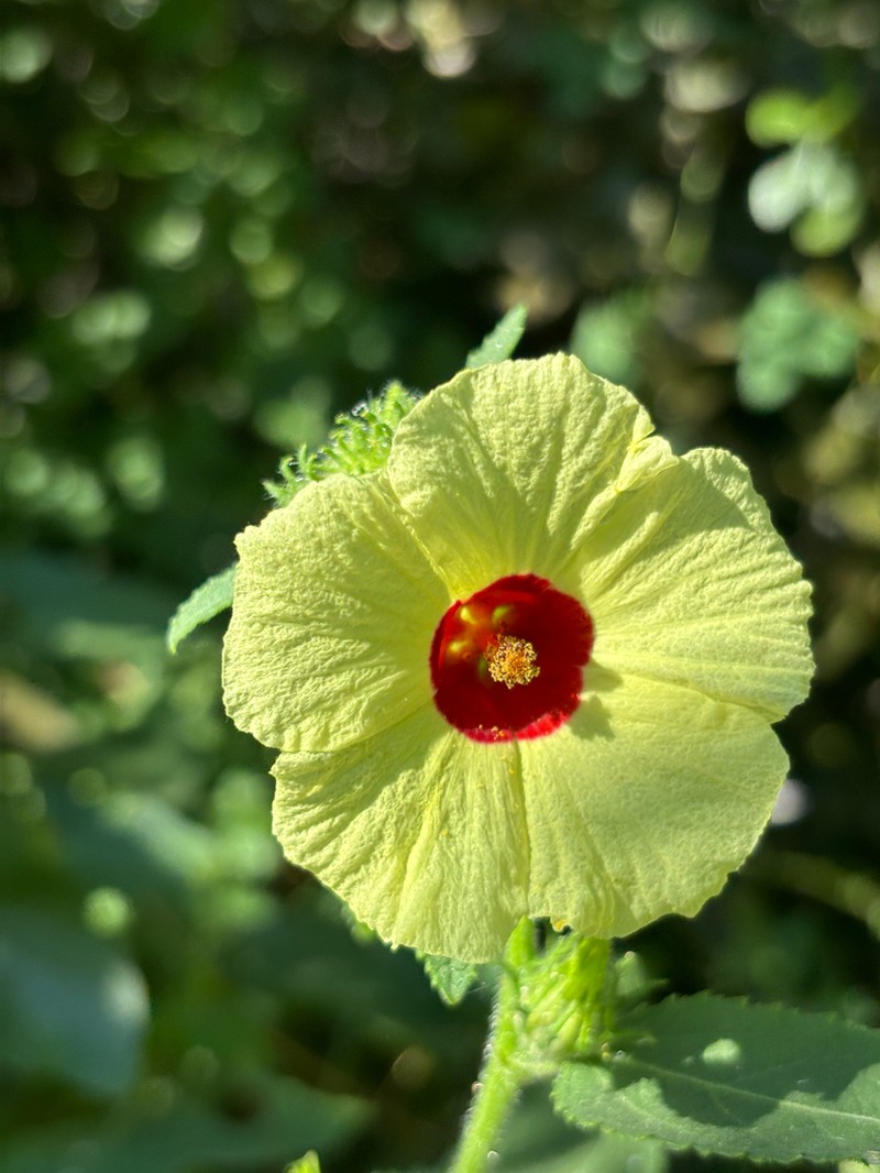 Hibiscus mastersianus photo 8