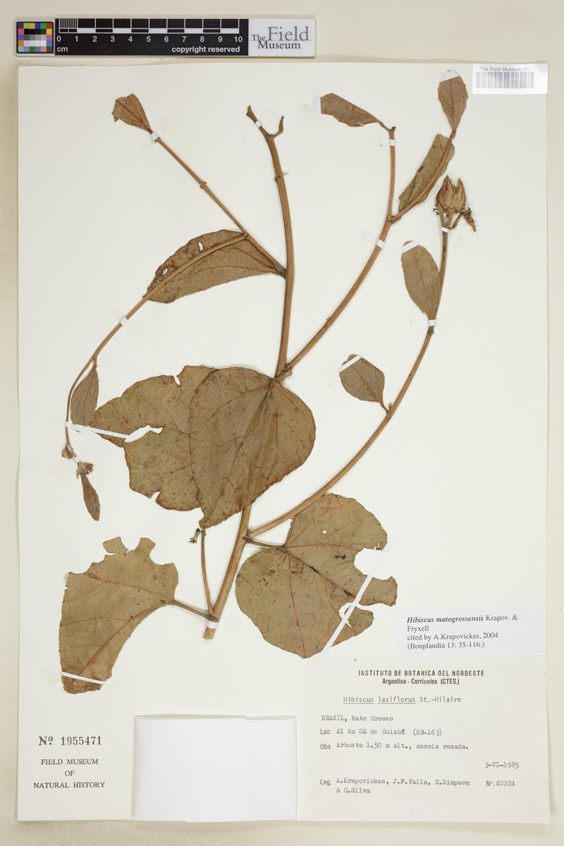 Hibiscus matogrossensis