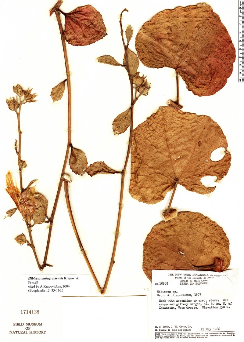 Hibiscus matogrossensis photo 2