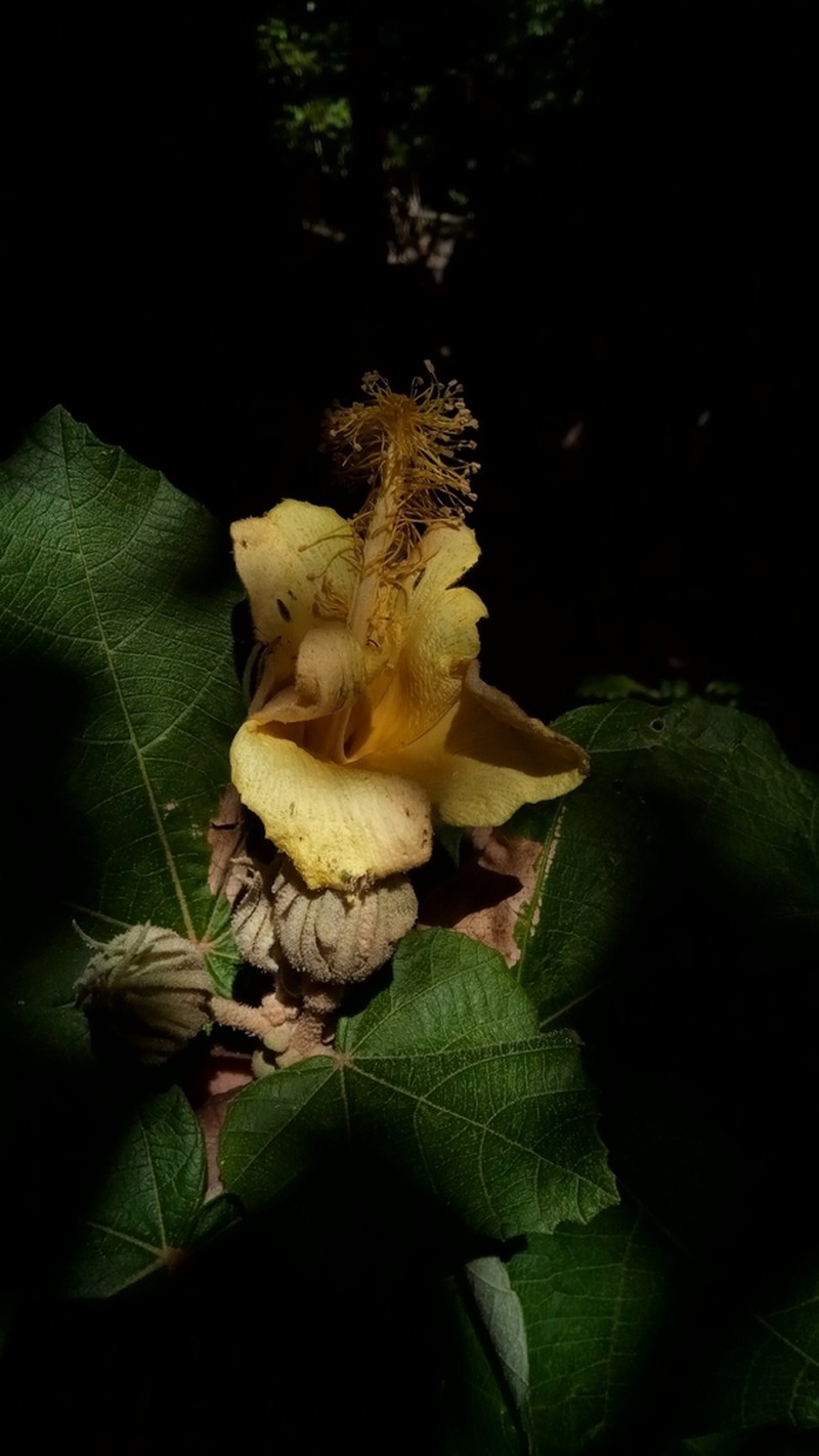 Hibiscus megistanthus