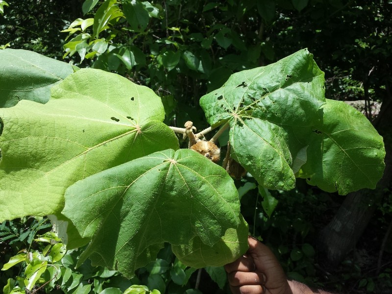Hibiscus megistanthus photo 2