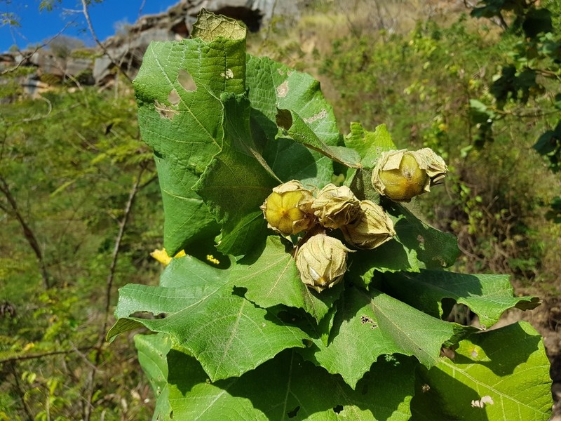 Hibiscus megistanthus photo 3