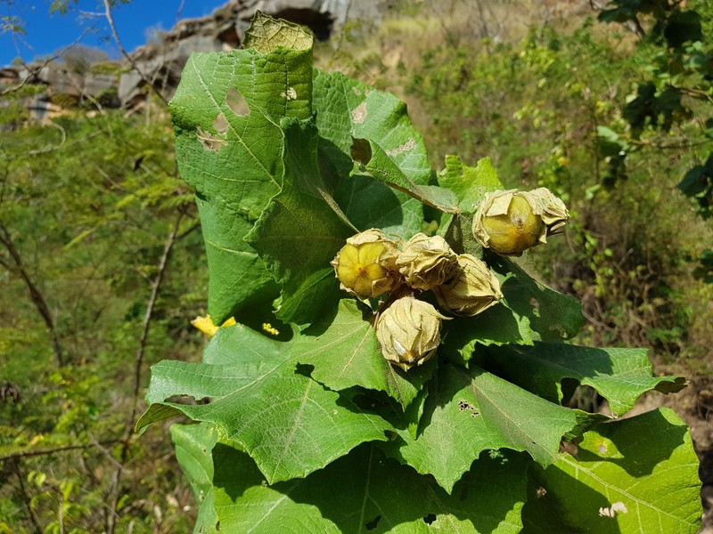 Hibiscus megistanthus photo 7