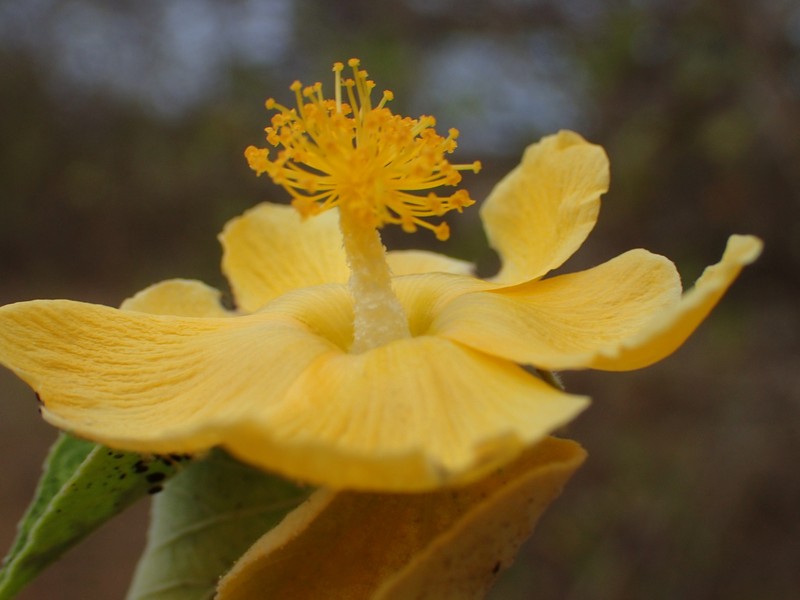 Hibiscus megistanthus photo 8