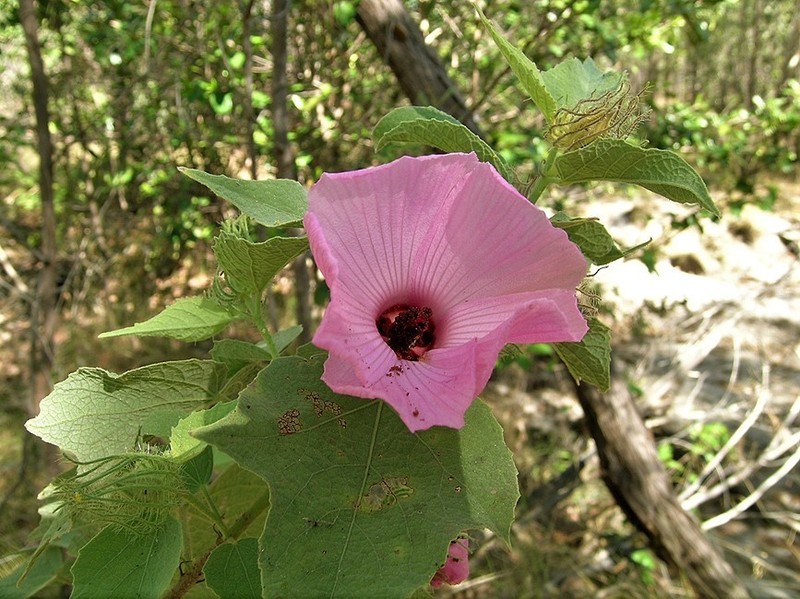 Hibiscus menzeliae photo 2