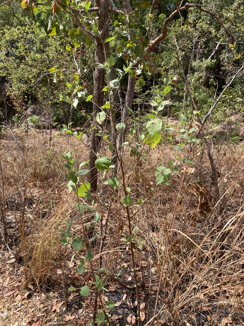 Hibiscus menzeliae photo 3
