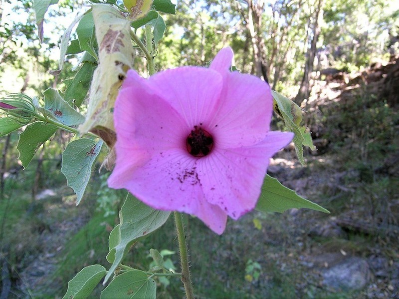 Hibiscus menzeliae photo 5