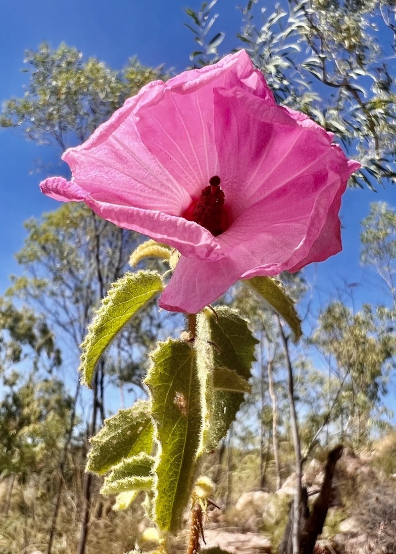 Hibiscus menzeliae photo 6